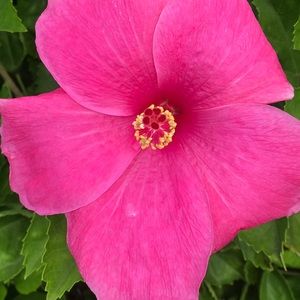 Meet your Posher, Yvette